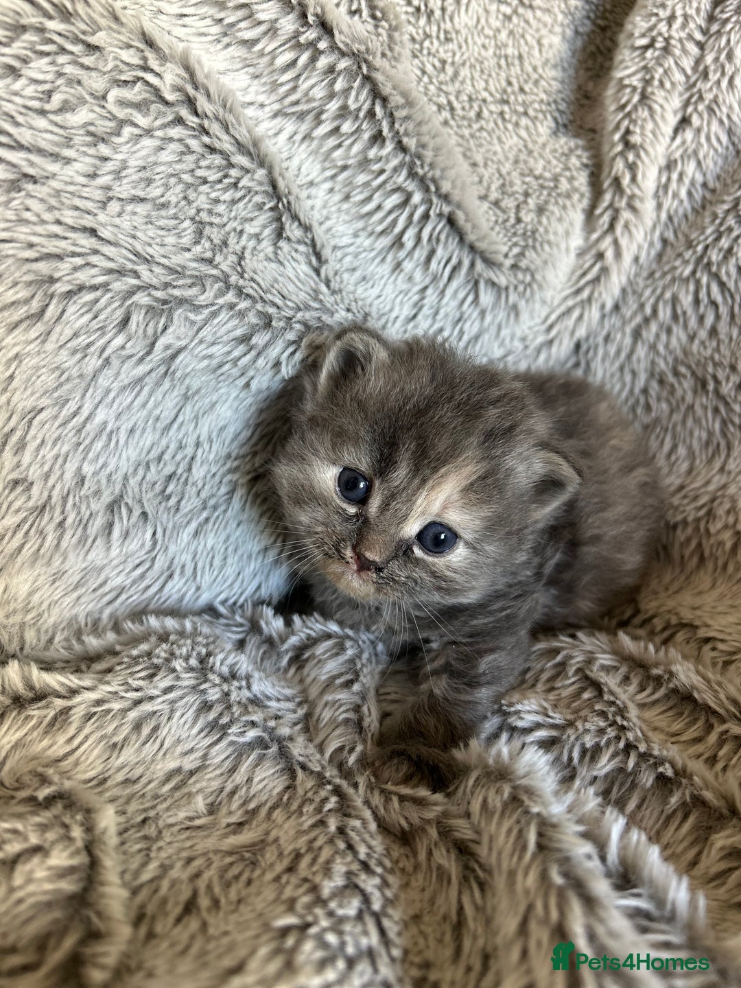 Ragdoll cats for sale: Ragdoll X Persian kittens - Image 19
