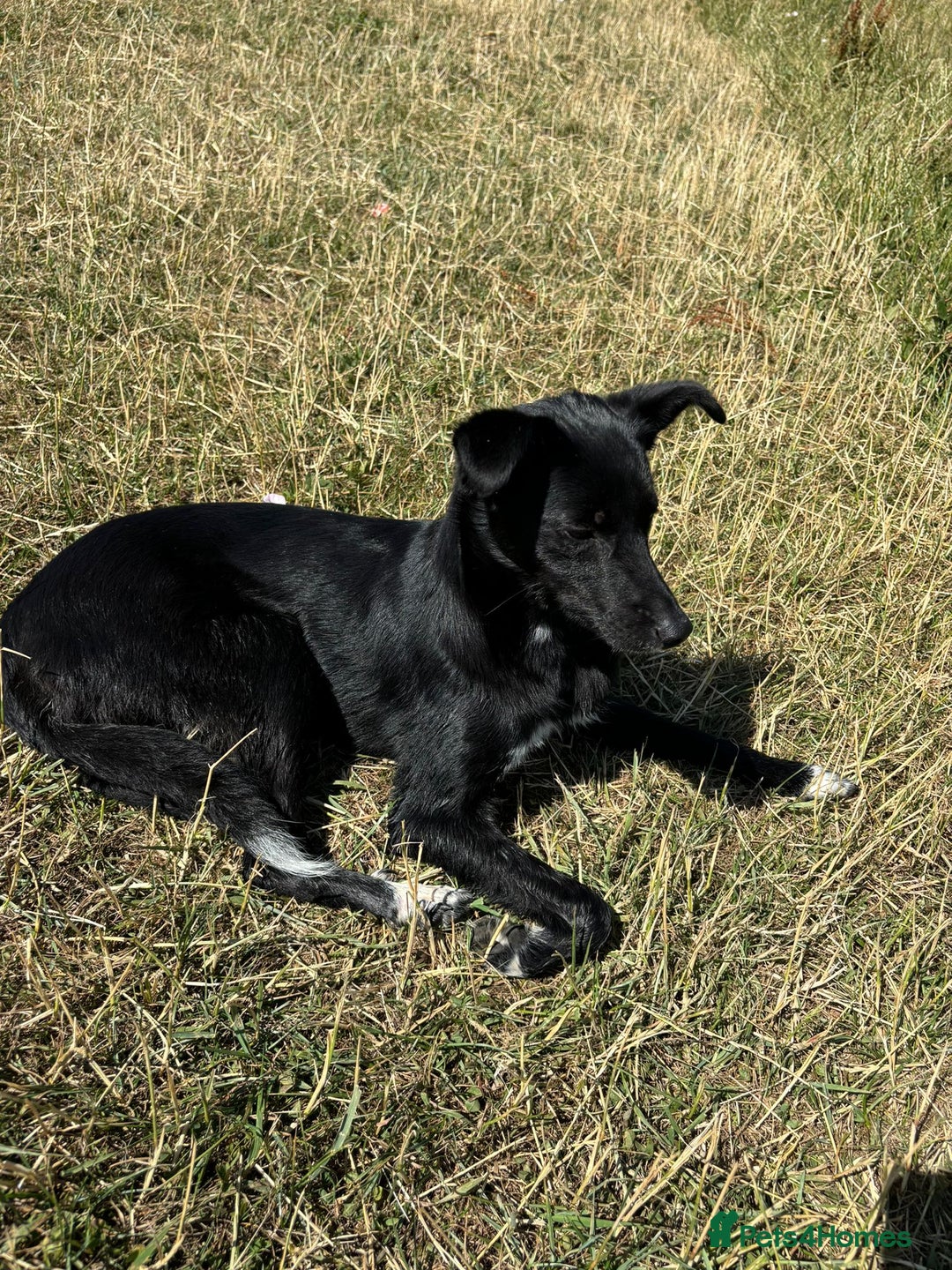 Mixed Breed dogs for adoption: 💙🐶 CORNISHON 🐶💙 - Image 14