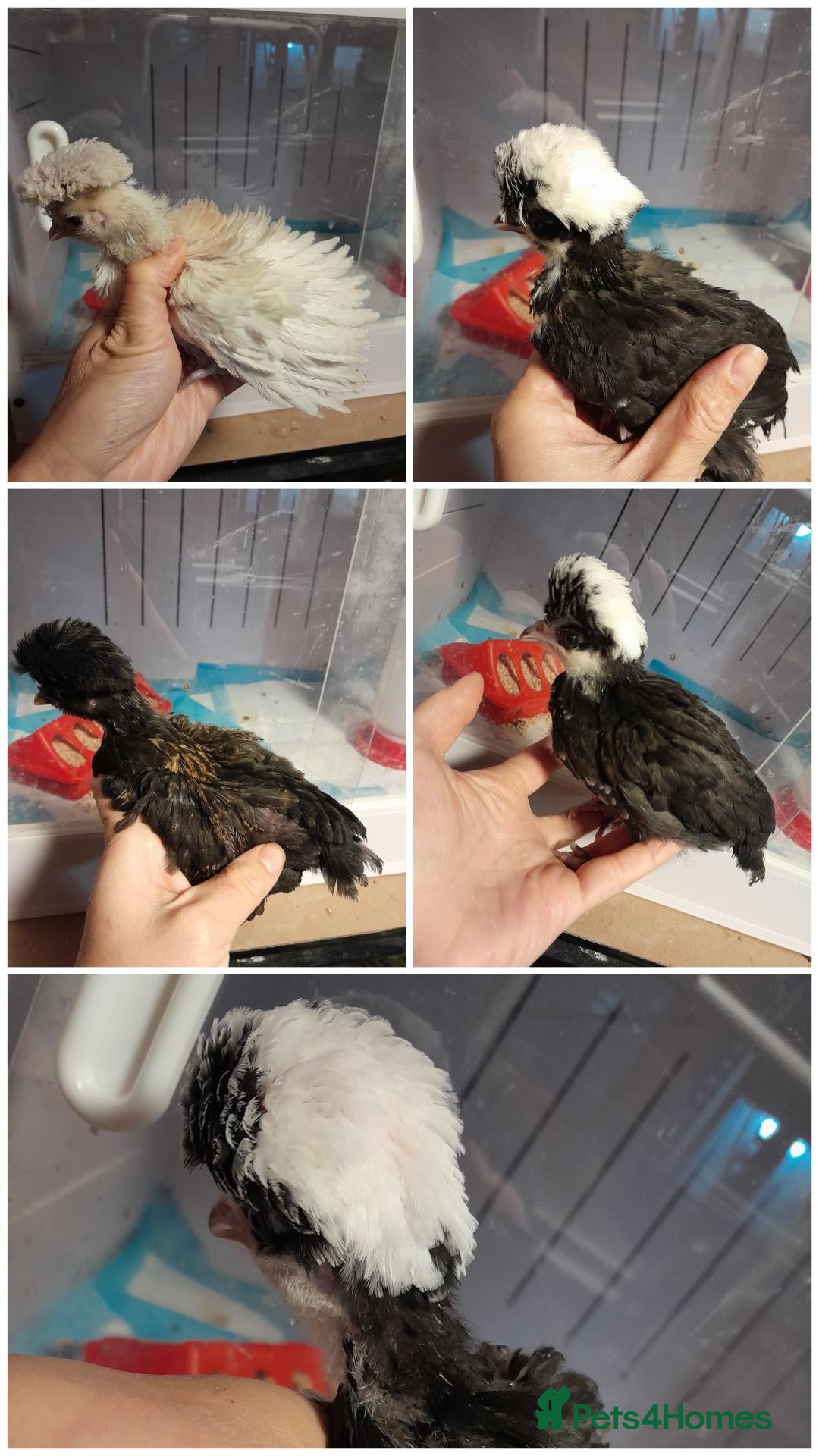Chickens poultry for sale: Polish Bantam Chicks  - Advert 1