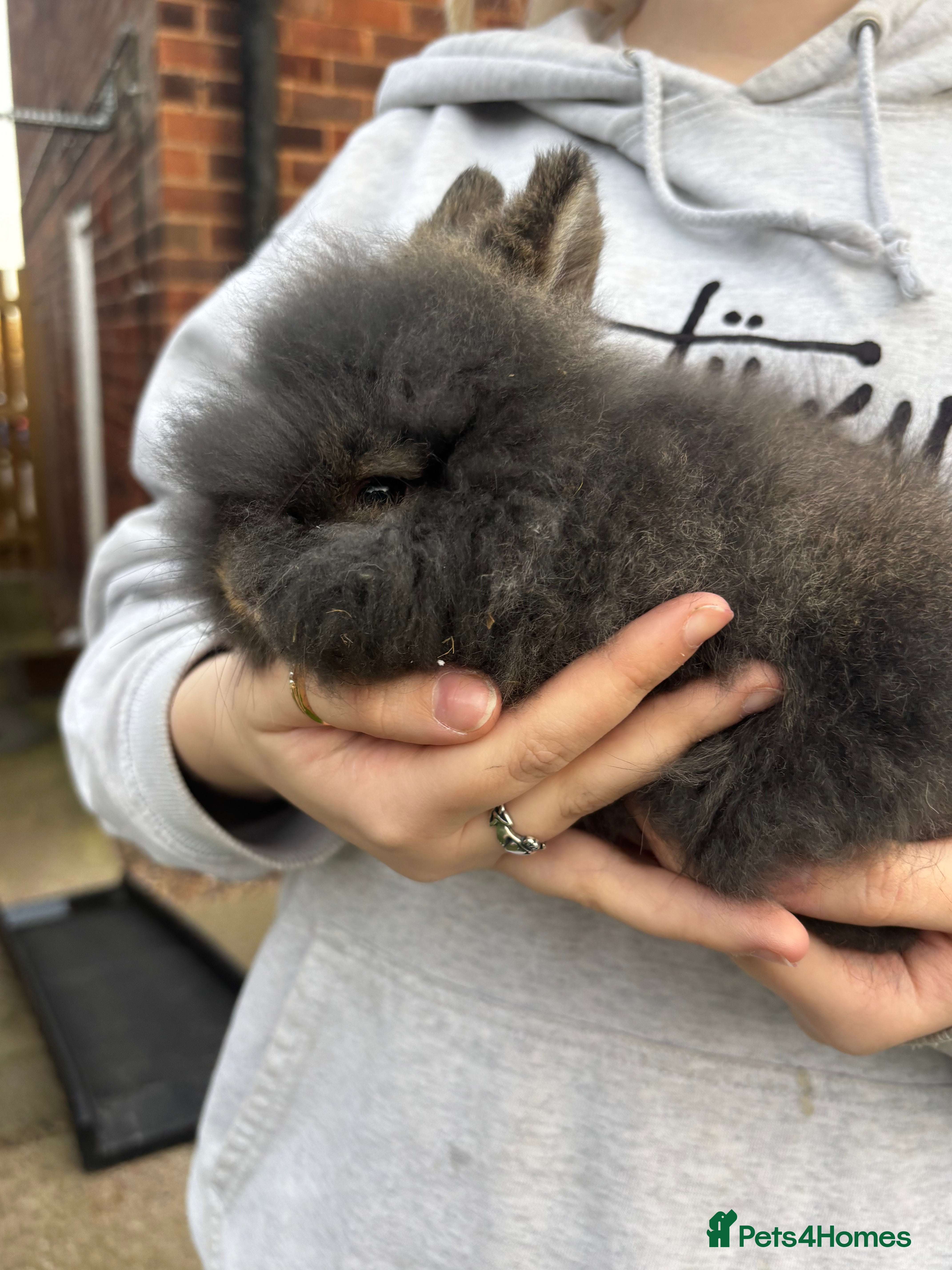 Mini Lion Lop rabbits Bunny’s !! - Advert 14