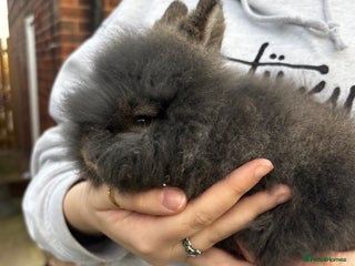 Mini Lion Lop rabbits - Advert 13