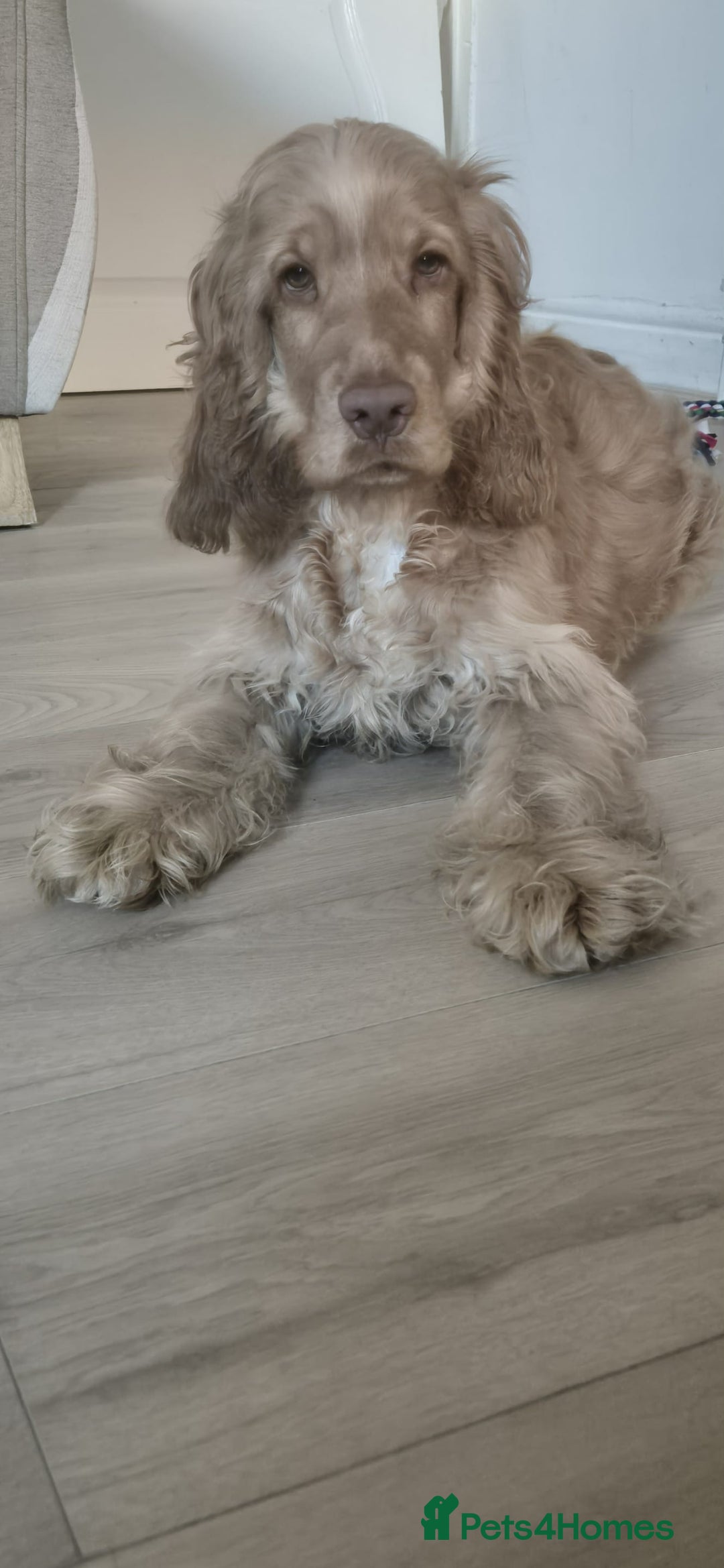 Cocker Spaniel dogs for sale: English cocker spaniel - Advert 3