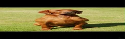 Labrador Retriever dogs for sale: Labrador puppies for sale  - Advert 6