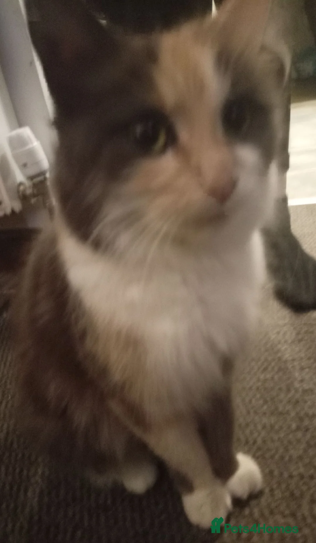 Turkish Angora cats for sale: 3 beautiful kittens angora mixed breed  - Advert 15