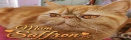 Exotic cats for sale:  💙 Chunky Gccf registered boys 💙 - Advert 14