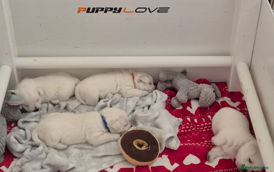 West Highland Terrier dogs for sale: Westhighland terrier pups for sale - Advert 2