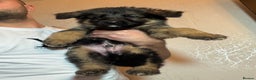 German Shepherd dogs for sale: German Shepherd Puppies  - Advert 8