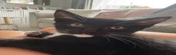 Mixed Breed cats for sale: Tuxedo short haired girls  - Advert 3