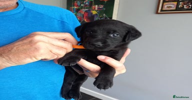 Labrador Retriever dogs - Advert 7