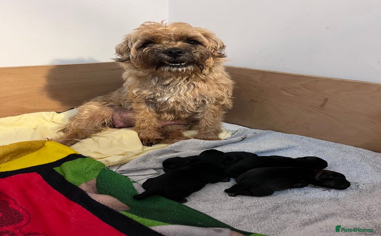 Border Terrier dogs 4 stunning kc borders looking for their 4ever home - Advert 7