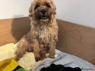 Border Terrier dogs 4 stunning kc borders looking for their 4ever home - Advert 4