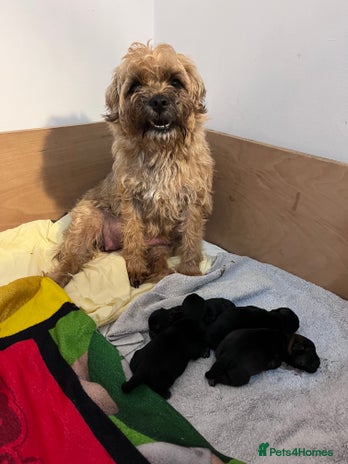 Border Terrier dogs 4 stunning kc borders looking for their 4ever home - Advert 1