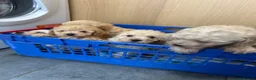 Cockapoo dogs for sale: Cockapoo puppy’s f1b  - Advert 3