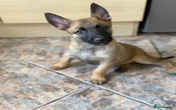 Belgian Shepherd Dog dogs for sale: Top working line puppies  - Image 35
