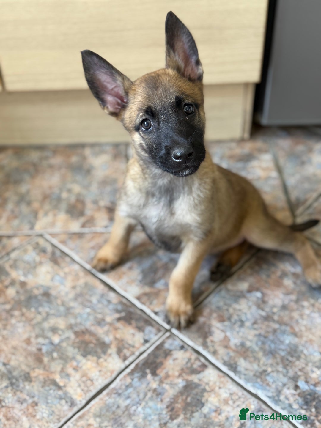 Belgian Shepherd Dog dogs for sale: Top working line puppies  - Image 35