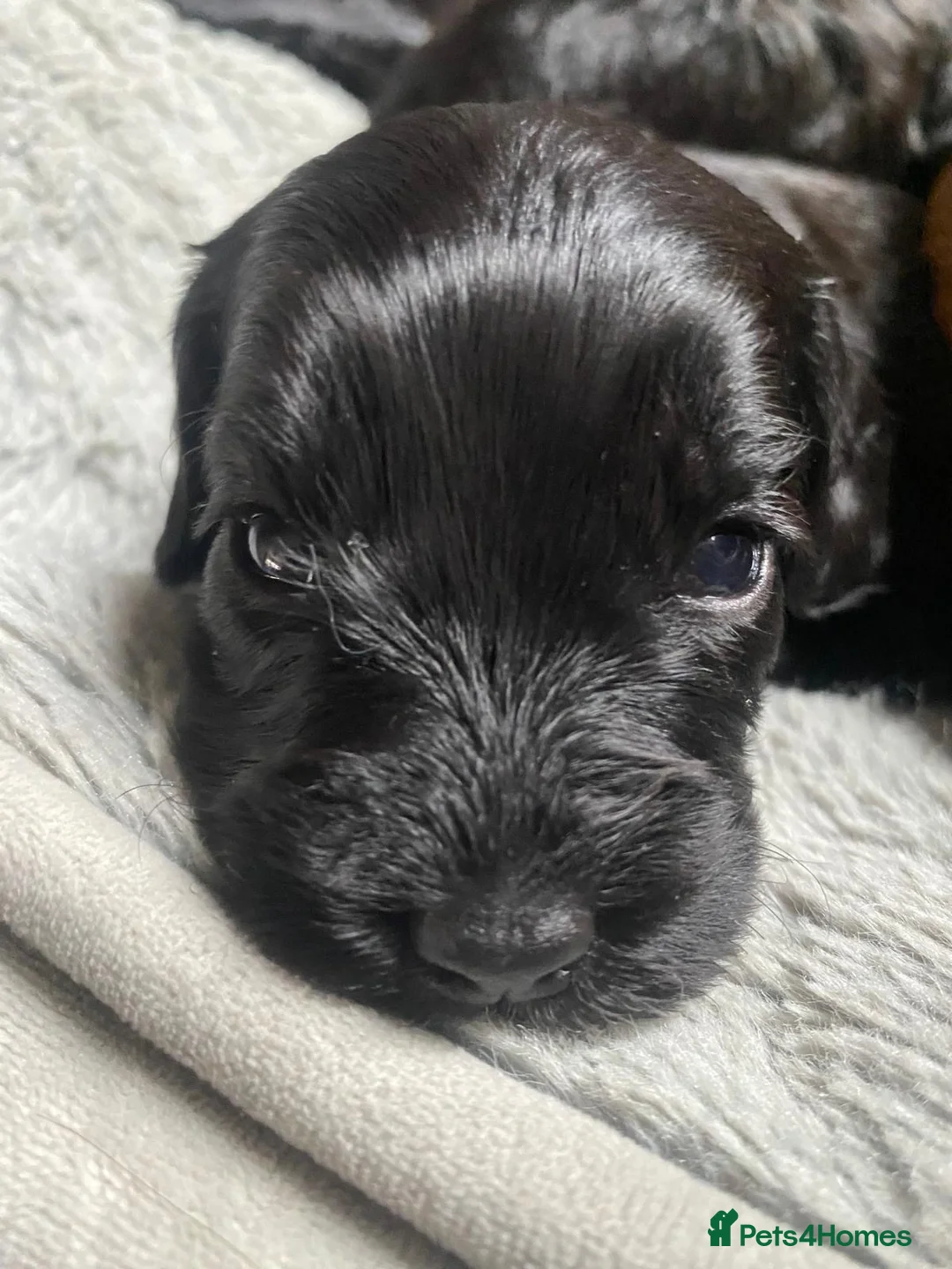 Cockapoo dogs for sale: Cockapoo Puppies for sale in Brighton - Advert 11