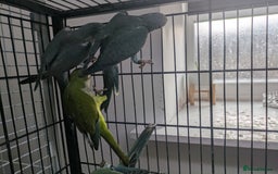 Parakeets birds for sale: Quaker parrots babies hand reared different colour - Image 7