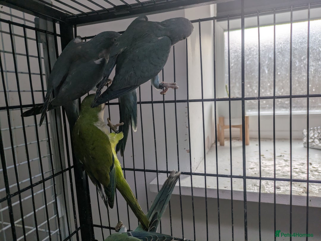 Parakeets birds for sale: Quaker parrots babies hand reared different colour - Image 7