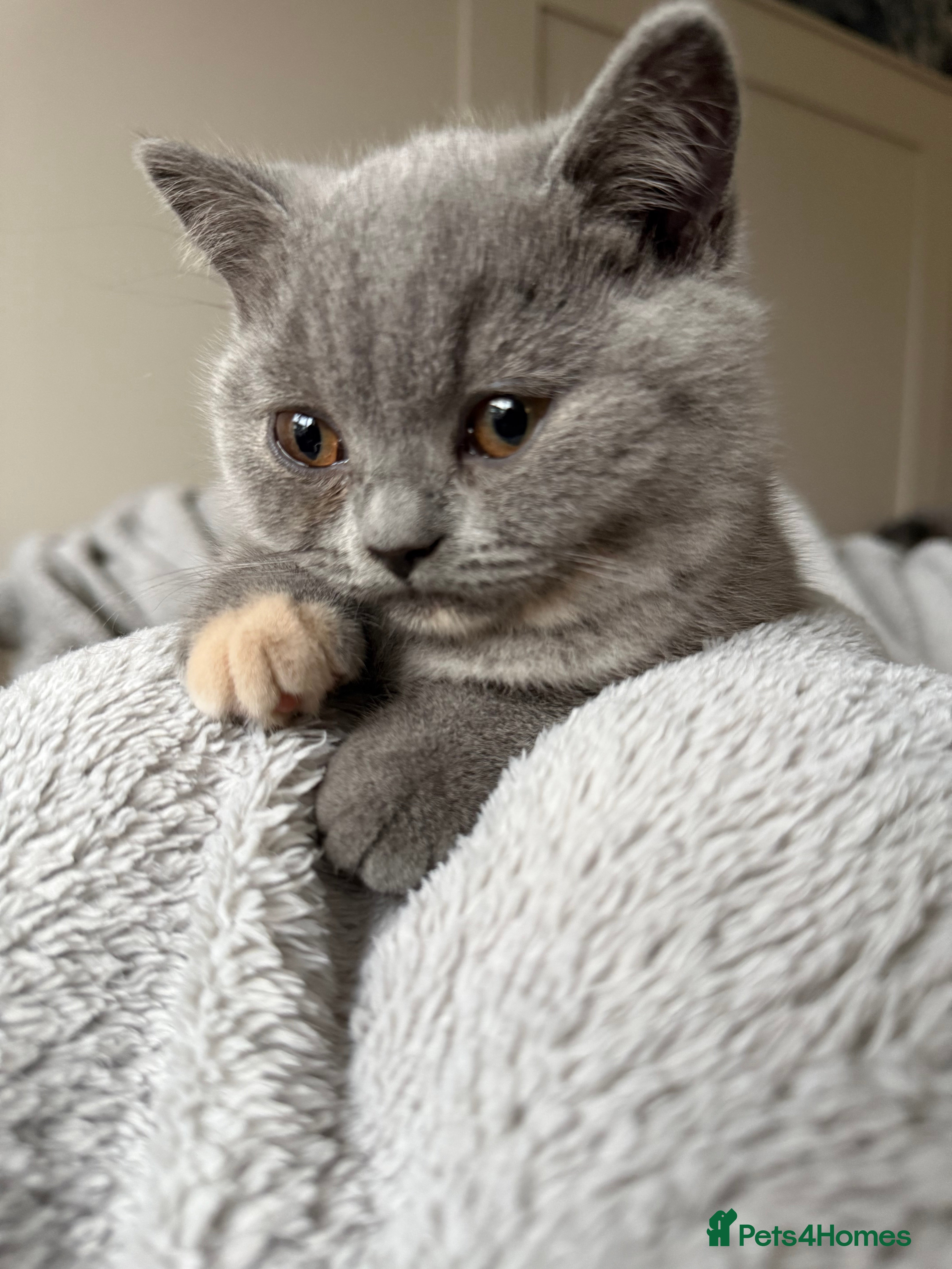 British Shorthair cats READY NOW 🩷Blue Cream BSH Girl  🩷  - Advert 4