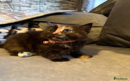 Mixed Breed cats for sale: Maincoon cross kittens - Image 6