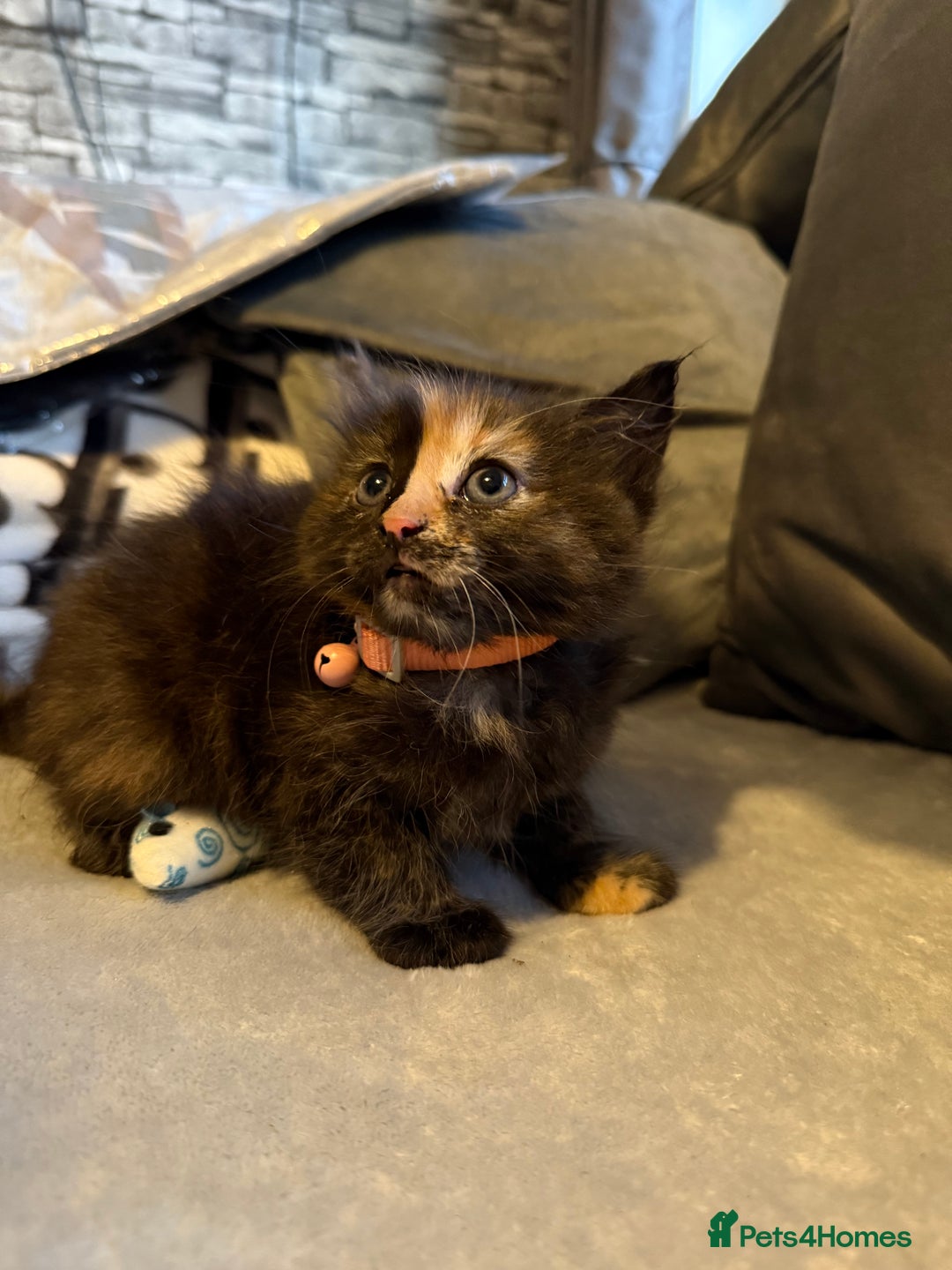 Mixed Breed cats for sale: Maincoon cross kittens - Image 6