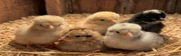 Chickens poultry for sale:  silkie chick's, polish chick's Available  - Advert 7
