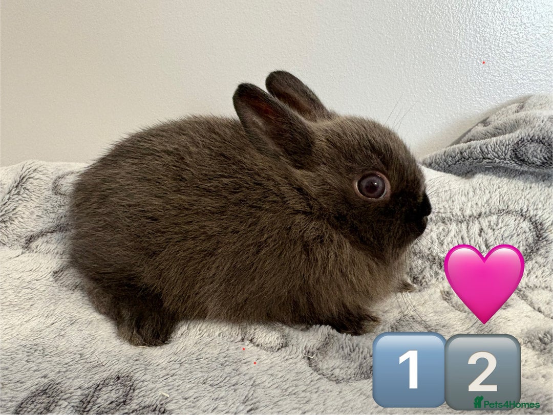 Netherland Dwarf rabbits for sale: 14 x Netherland Dwarf Bunnies 🐰🏡 🥰  - Image 24