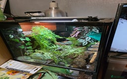 Gecko reptiles for sale: Madagascar Giant Day Gecko high red for sale - Image 4