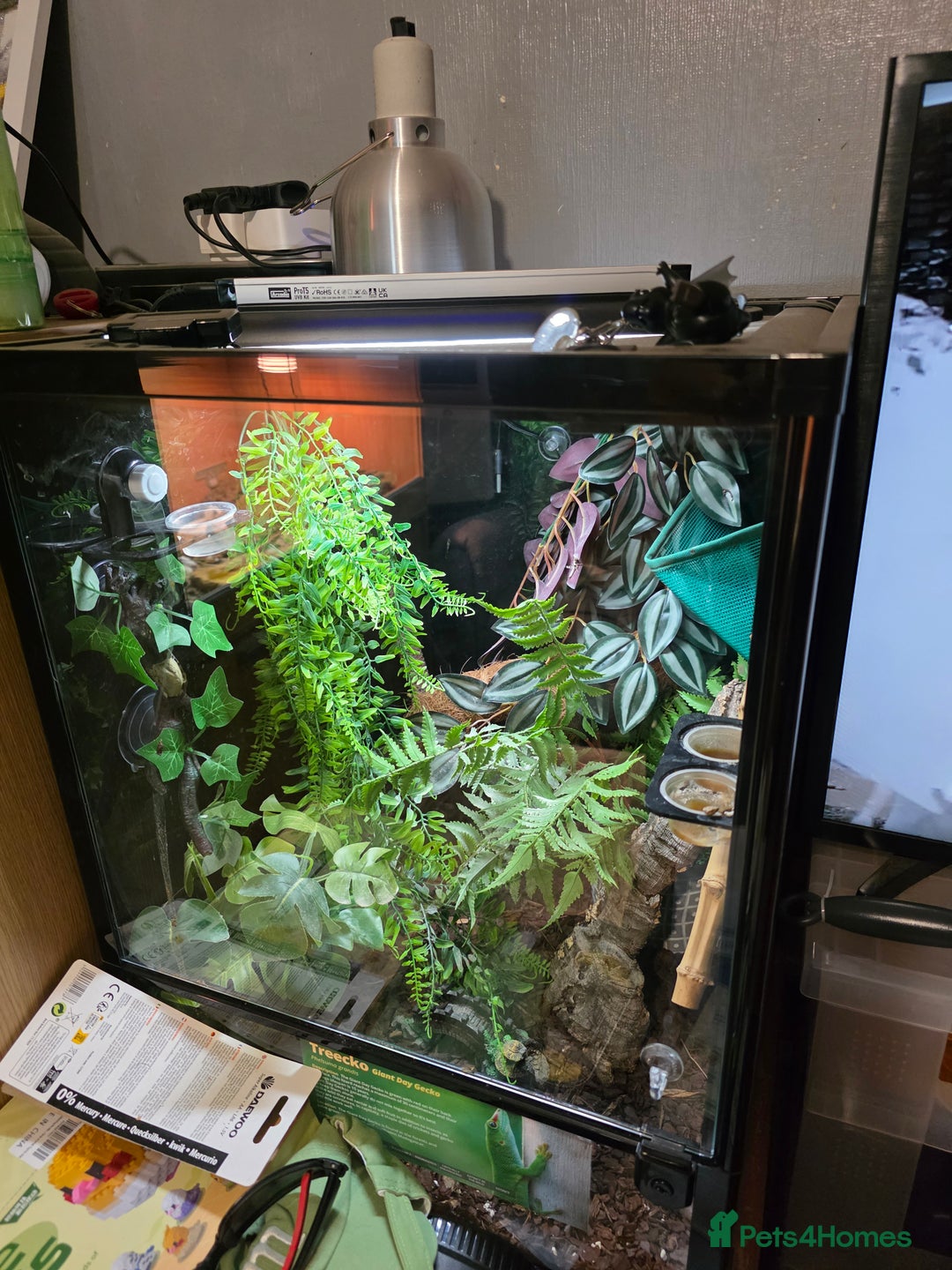 Gecko reptiles for sale: Madagascar Giant Day Gecko high red for sale - Image 4