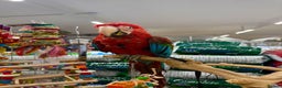 Macaws birds for sale: Handreared Harness trained Baby Greenwinged macaw  - Advert 1