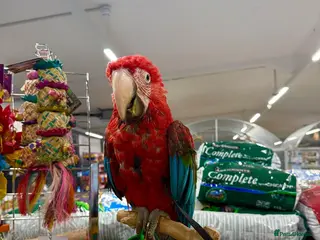 Macaws birds Handreared Harness trained Baby Greenwinged macaw - Advert 2