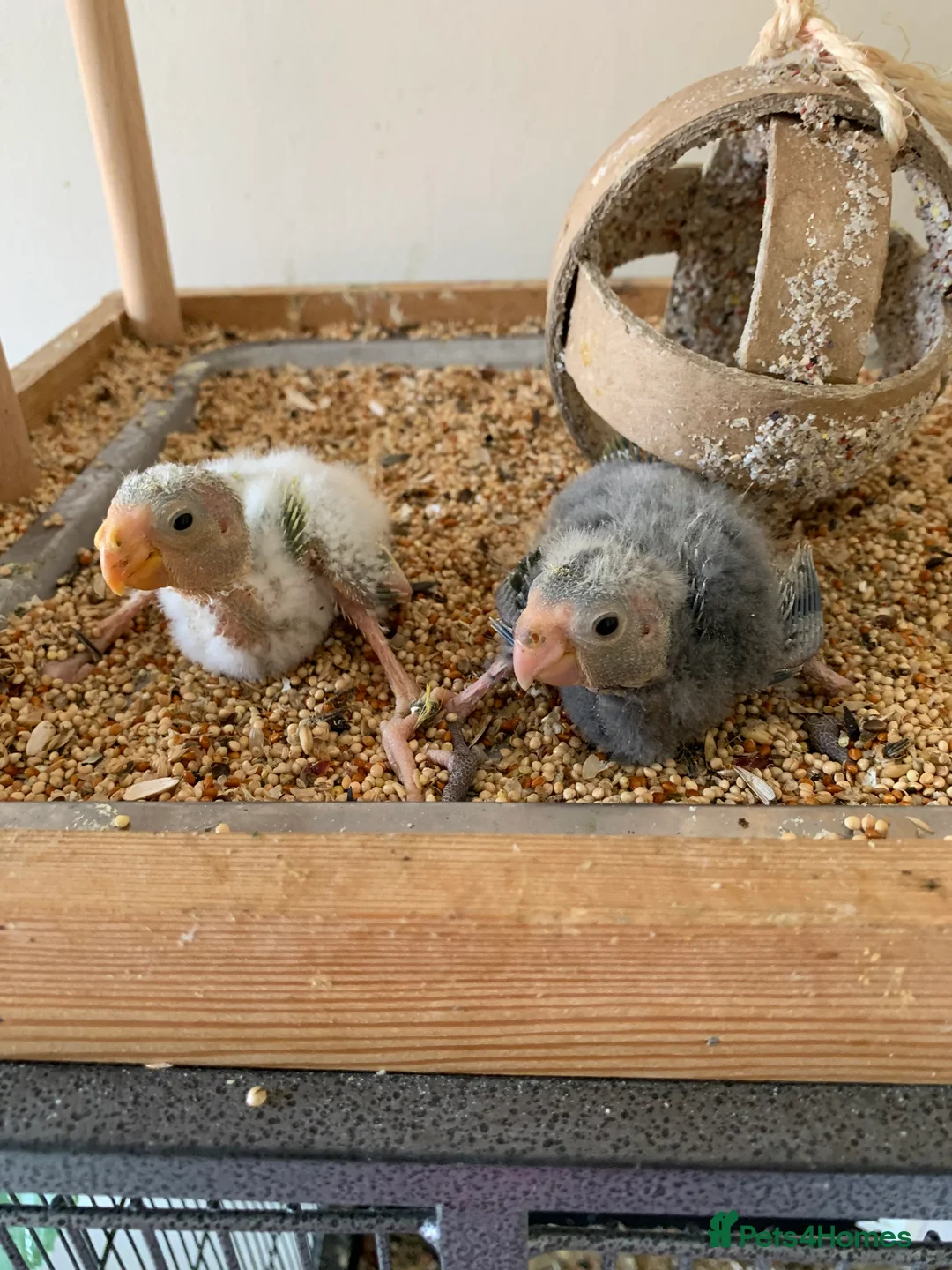 Gallery Image {{count}}