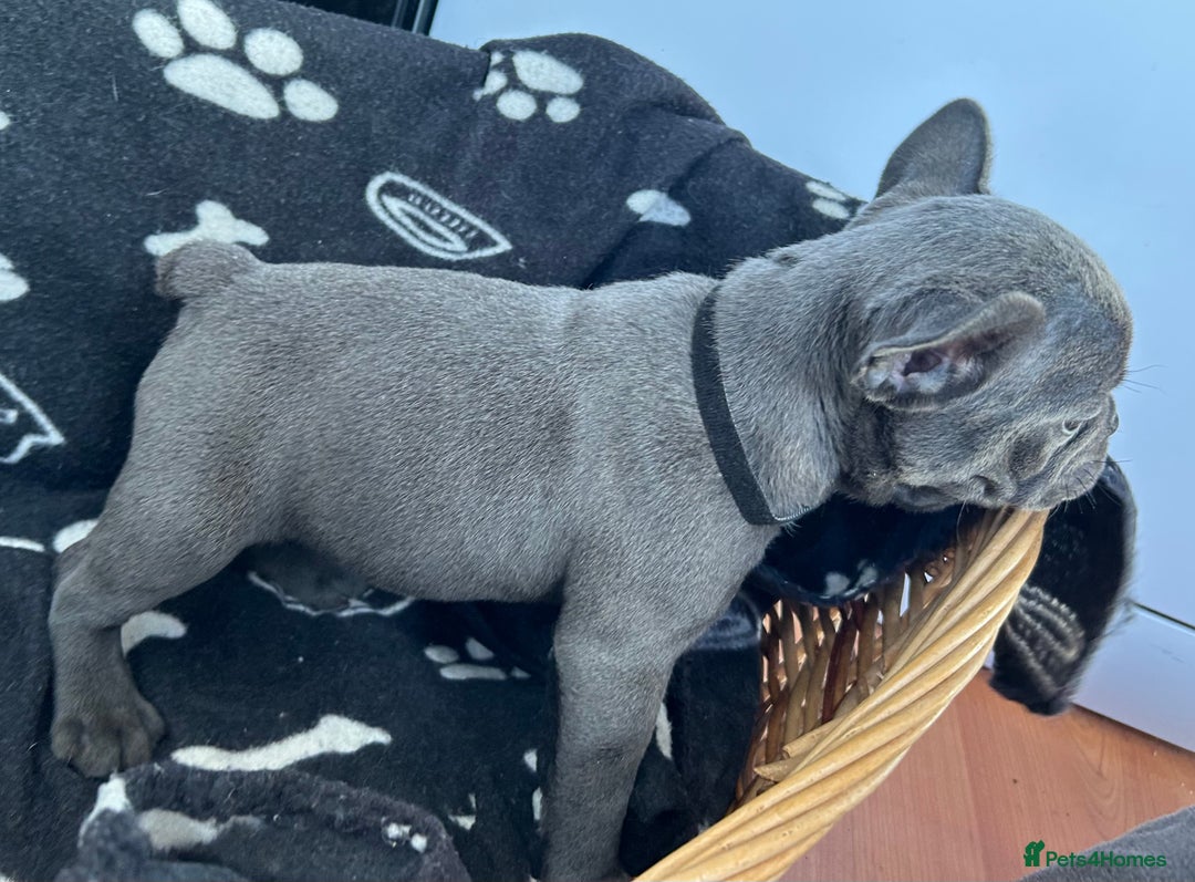 French Bulldog dogs for sale: Solid Blue French Bulldog  - Image 5