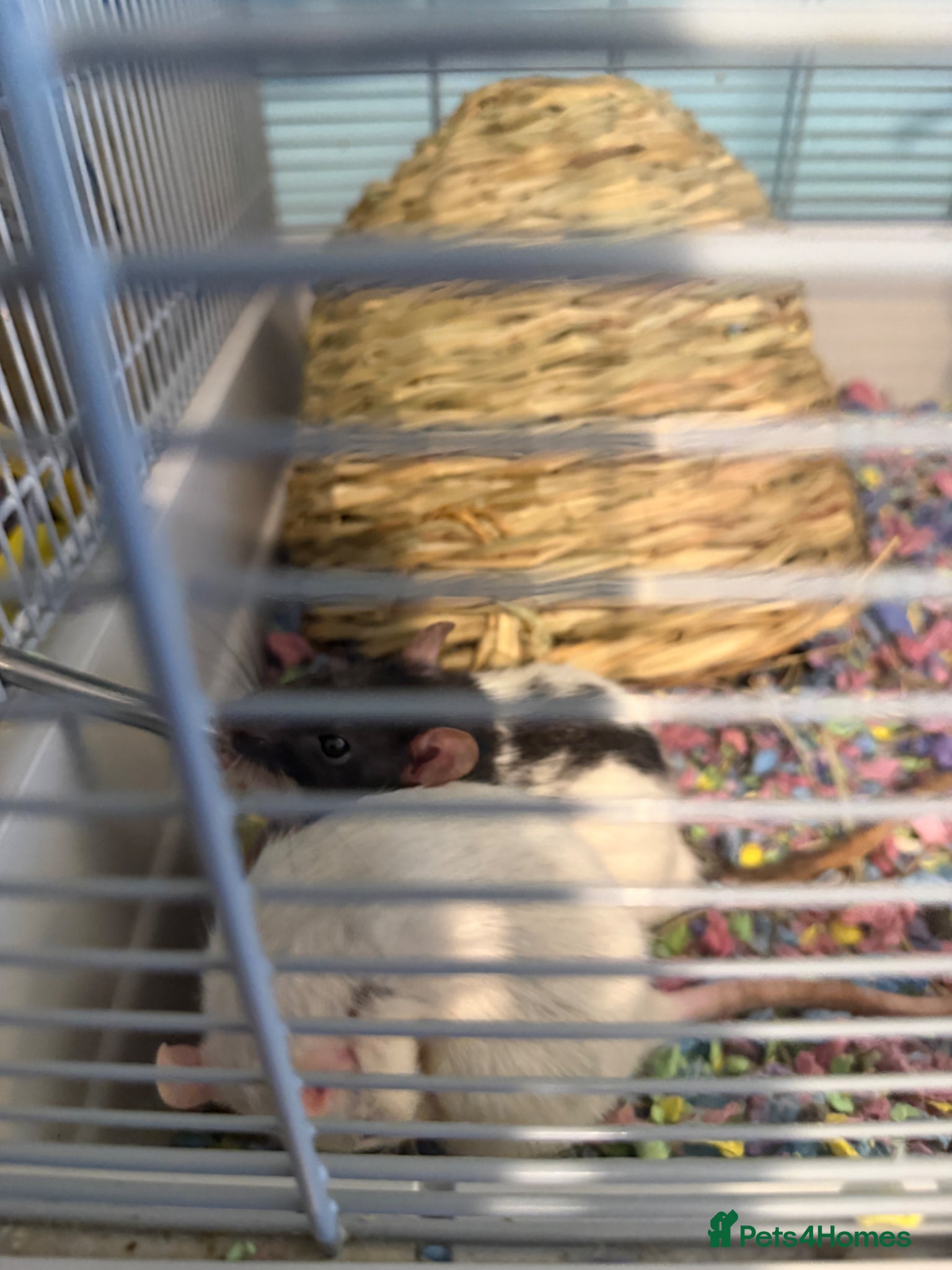 Rat rodents Friendly baby rats - Advert 6