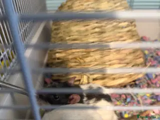 Rat rodents Friendly baby rats - Advert 6