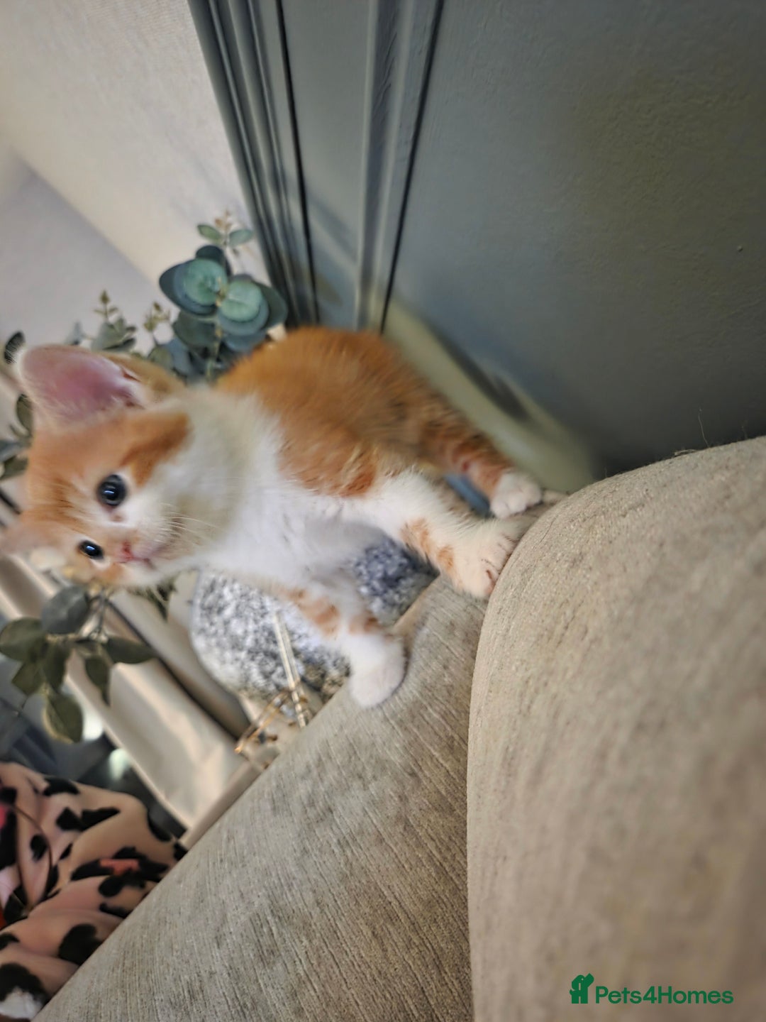 Domestic Shorthair cats for sale: 2 ginger boys - Advert 3