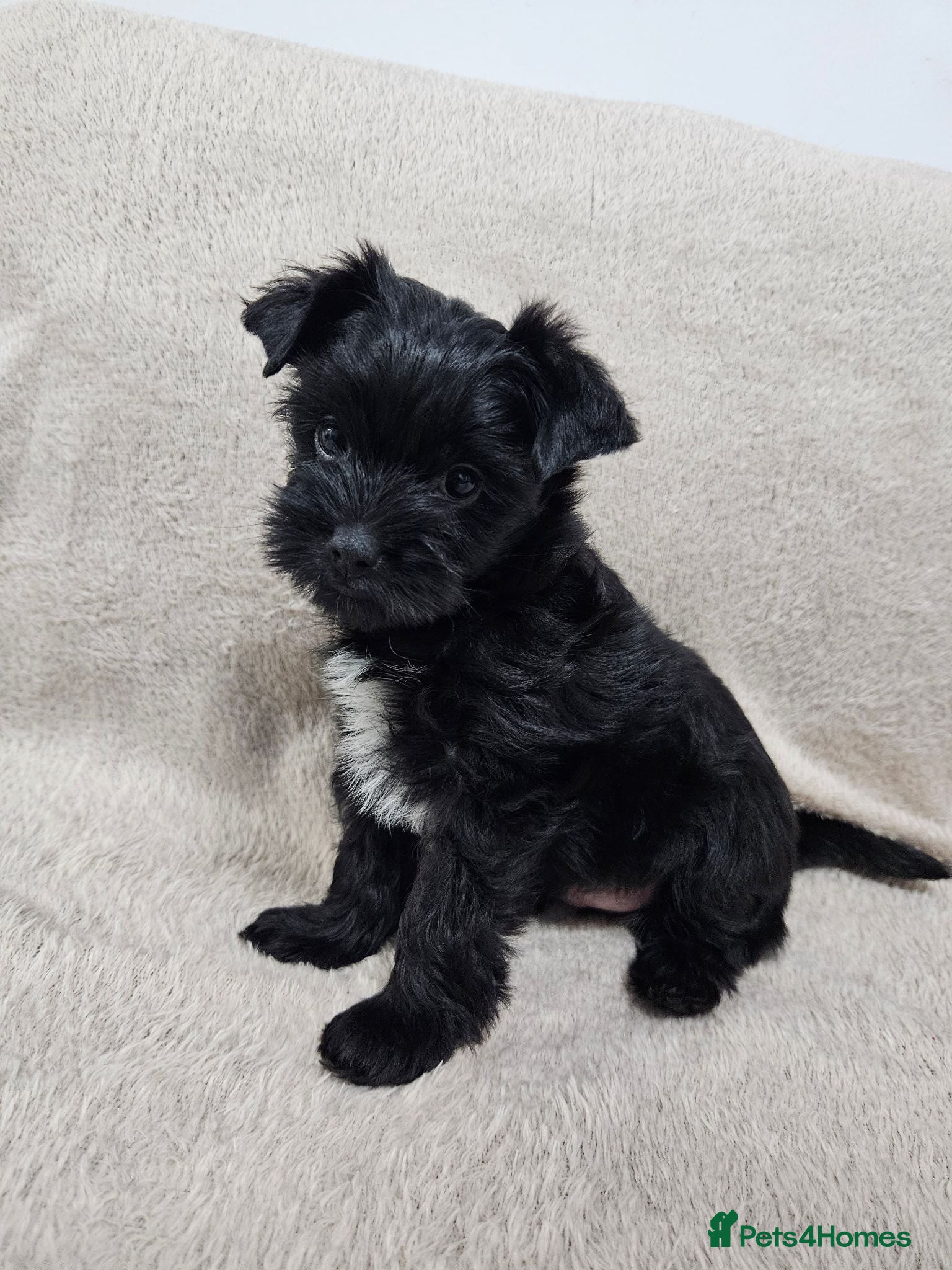 Yorkshire Terrier dogs Yorkshire terrier puppies - Advert 2