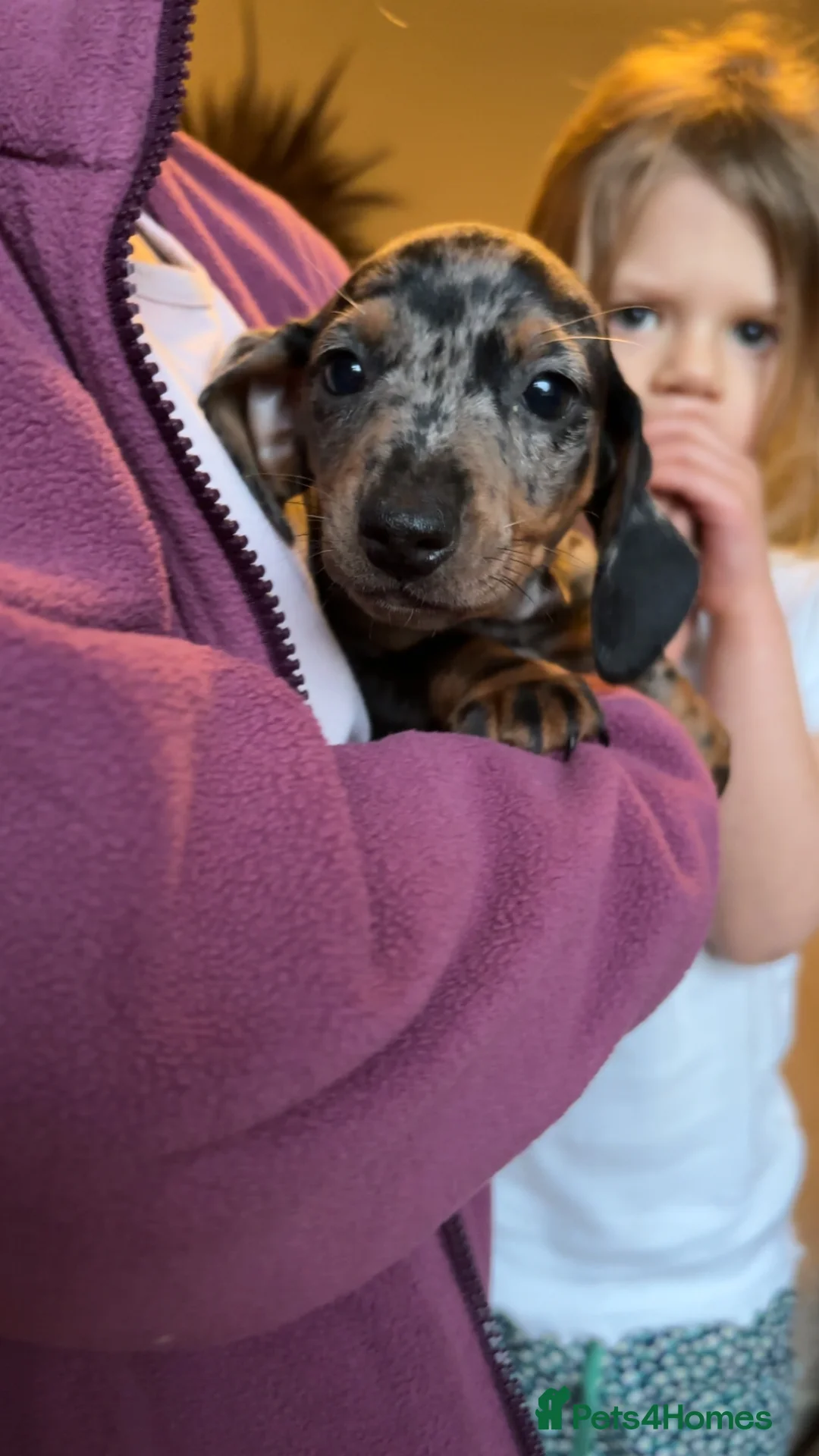 Miniature Dachshund dogs for sale: Beautiful miniature dachshunds  - Advert 2