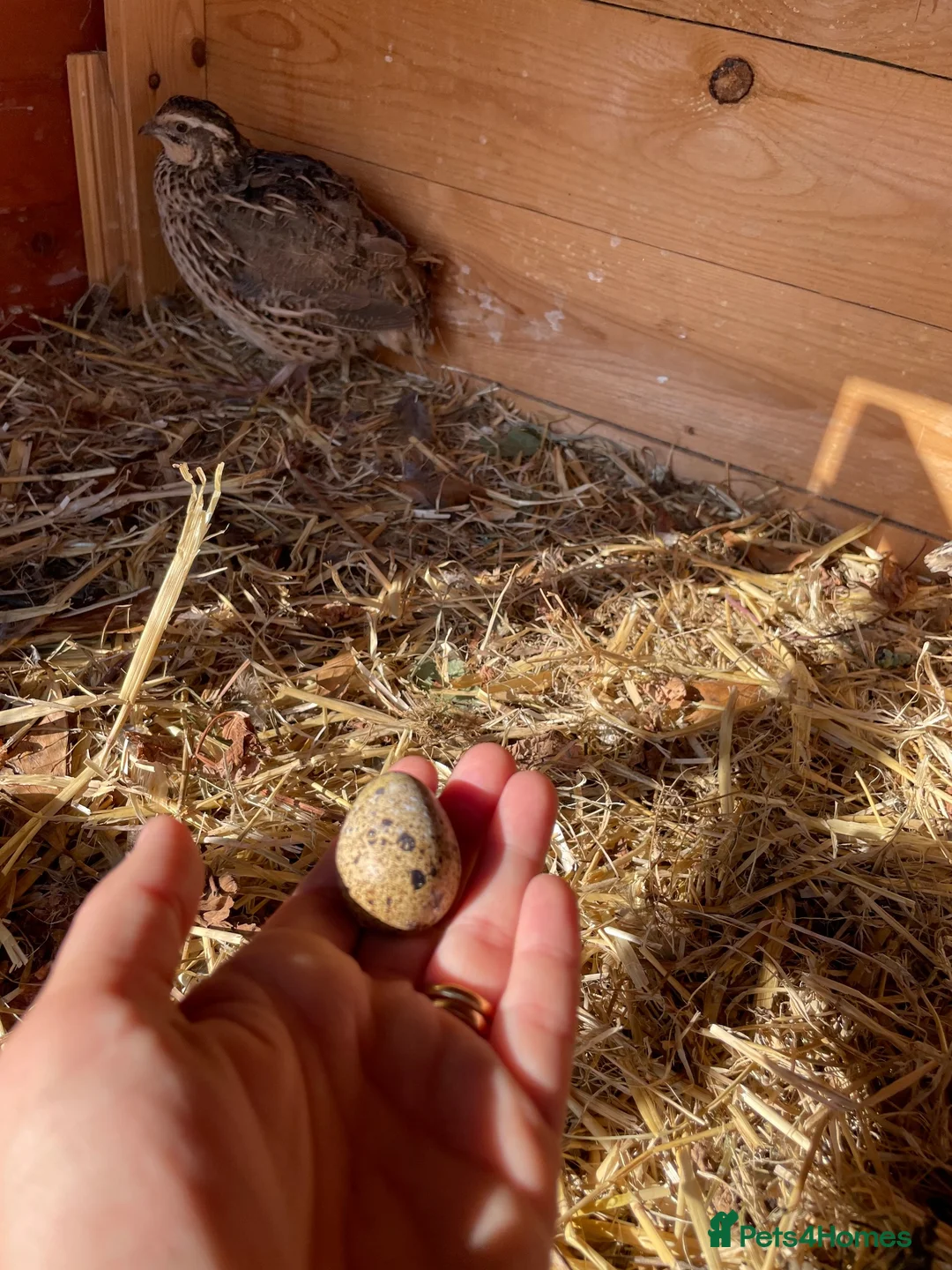 Quail poultry for sale: Quail 4 female 2 male - Advert 2