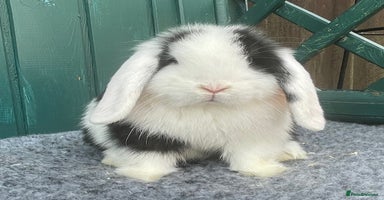 Mini Lop rabbits - Advert 4