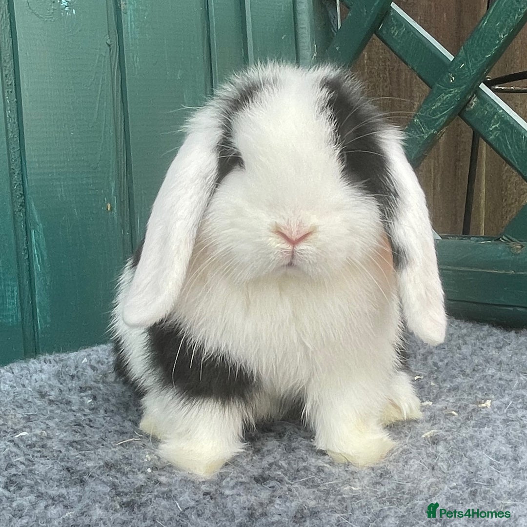 Mini Lop rabbits for sale: Mini Lop Black Extreme Doe - Image 2