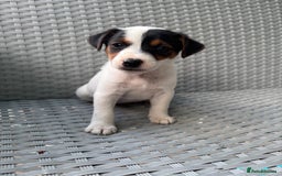 Jack Russell dogs for sale: 1 beautiful Jack Russell boy pup left   - Image 1