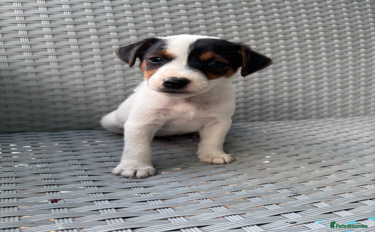 Jack Russell dogs - Advert 9