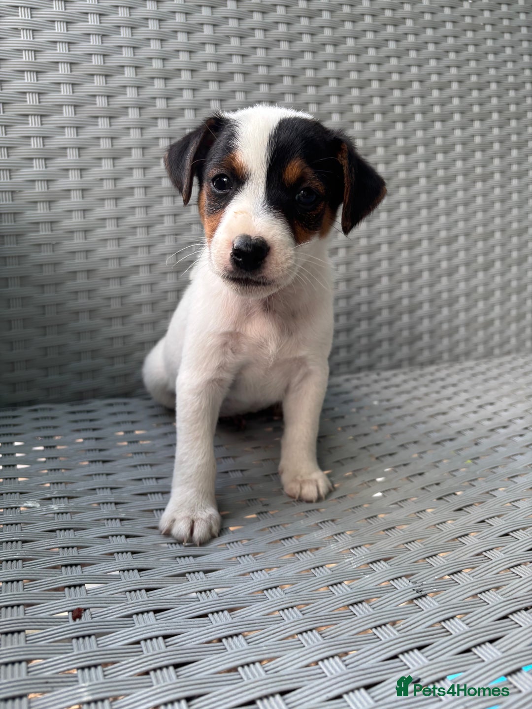 Jack Russell dogs for sale: 1 beautiful Jack Russell boy pup left   - Image 1