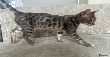 Bengal cats - Advert 3