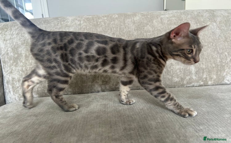 Bengal cats - Advert 11