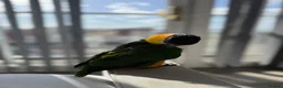 Parrots birds for sale: Caique parrot - Advert 5