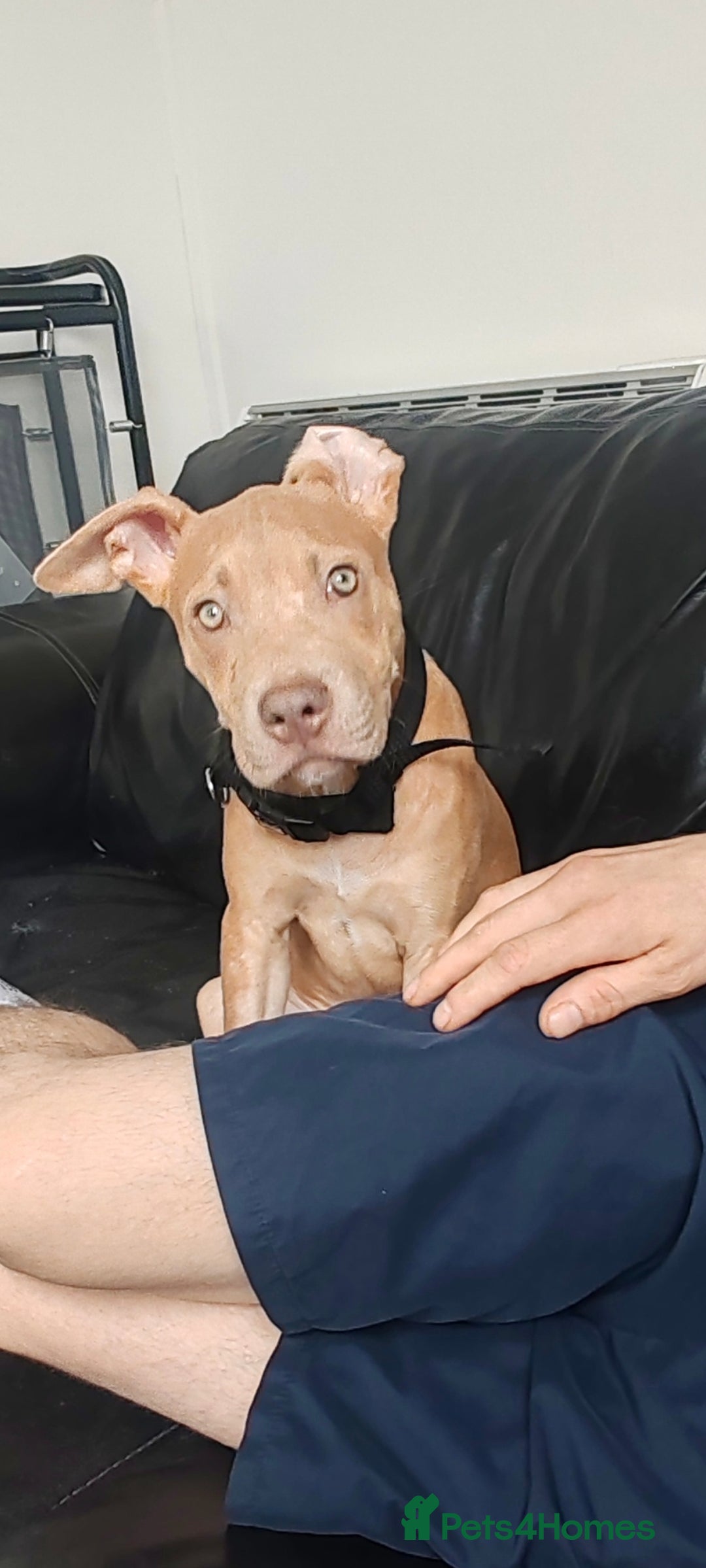 Mixed Breed dogs for sale: Adorable, loving 20 weeks young puppy's  - Image 4