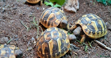 Tortoise reptiles - Advert 10