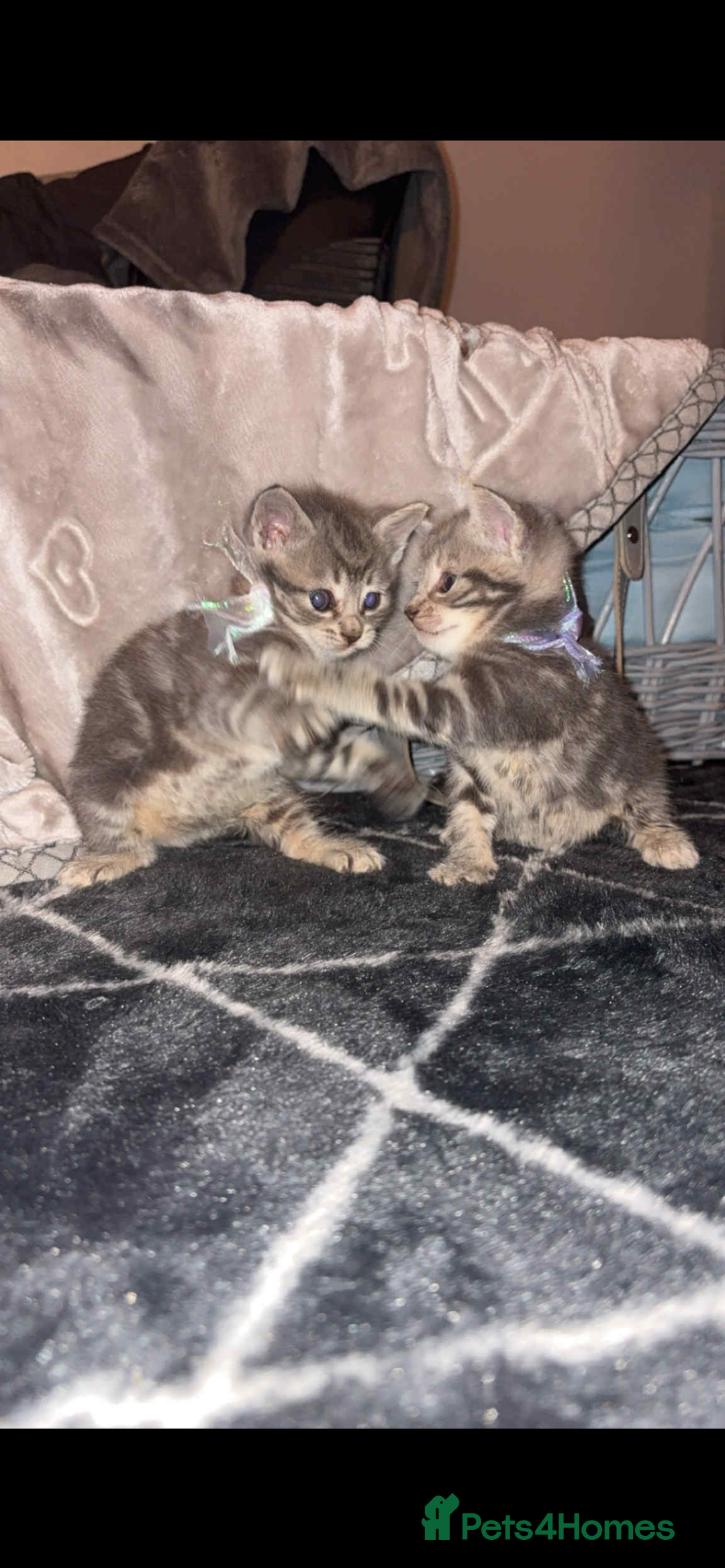 British Shorthair cats for sale: 2 grey tabby kittens  - Image 5